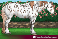 Horse Color:Liver Chestnut Ice Appaloosa 