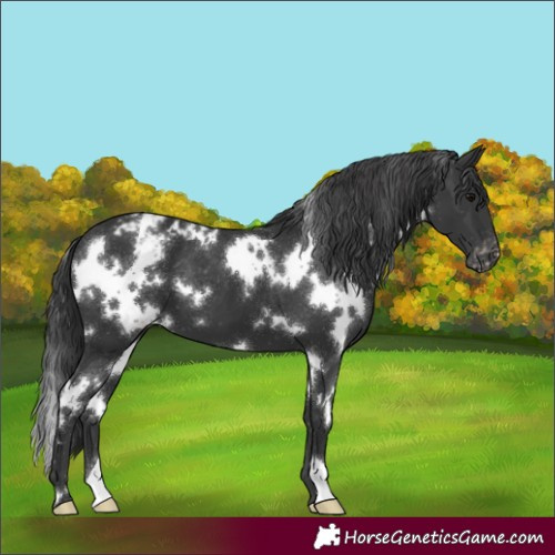 Horse Color:White Spotted Black Appaloosa 
