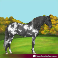 Horse Color:White Spotted Black Appaloosa 