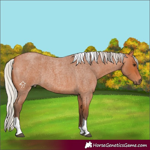 Horse Color:Silver Bay Roan Tobiano