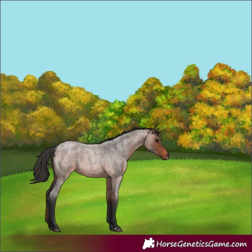 Horse Color:Brown Roan