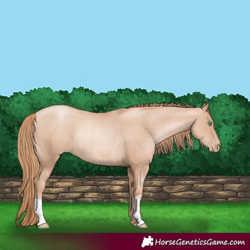 Horse Color:Gold Champagne Pearl Rabicano  and Gold Champagne Pearl Rabicano 