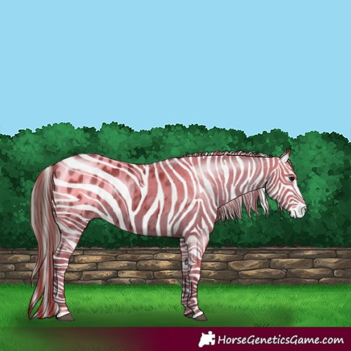 Horse Color:Grullo Appaloosa 