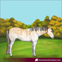 Horse Color:White Spotted Buckskin Splash and White Spotted Buckskin Splash