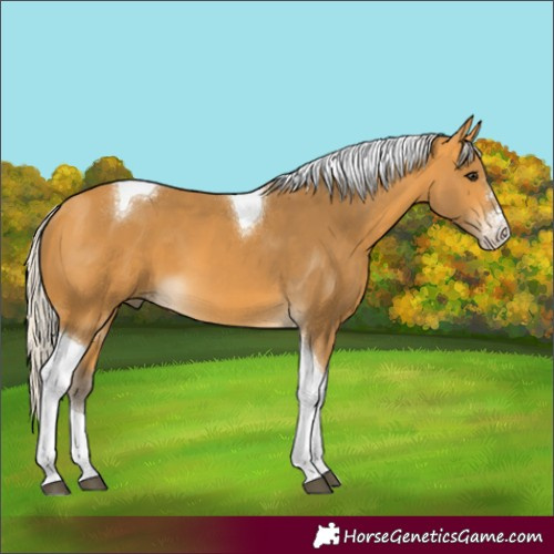 Horse Color:Unknown 