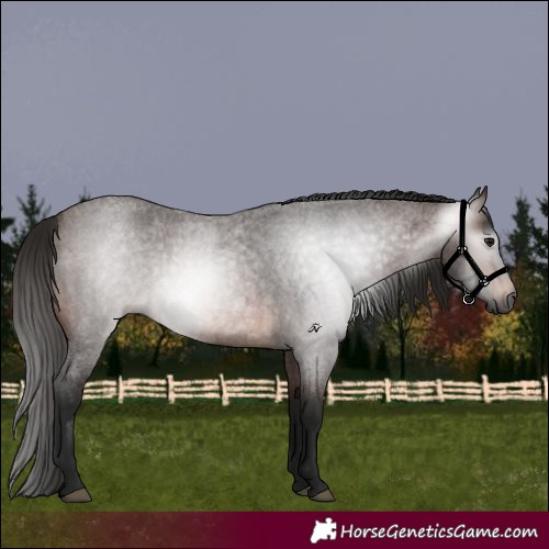 Horse Color:Gray Bay Roan 