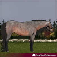 Horse Color:Gray Bay Roan 