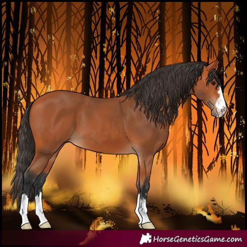 Horse Color:Unknown 
