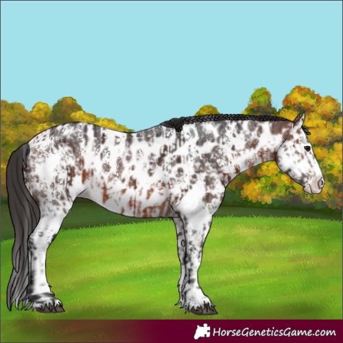 Horse Color:Bay Sabino Splash Appaloosa  and Brown Sabino Splash Appaloosa 