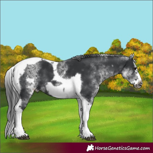 Horse Color:White Spotted Black Splash Tobiano Frame Appaloosa 