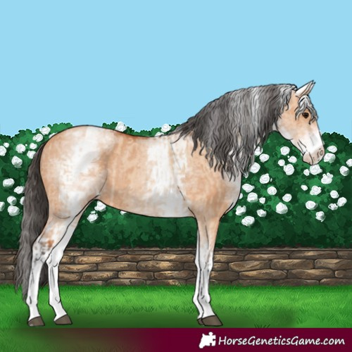 Horse Color:White Spotted Bay Dun Rabicano  and White Spotted Bay Dun Rabicano 