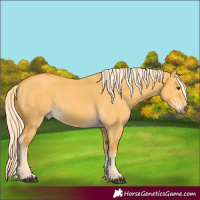 Horse Color:Palomino Dun