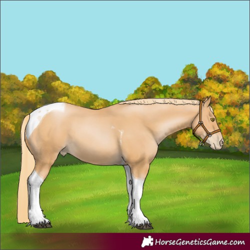 Horse Color:Chestnut Pearl Tobiano