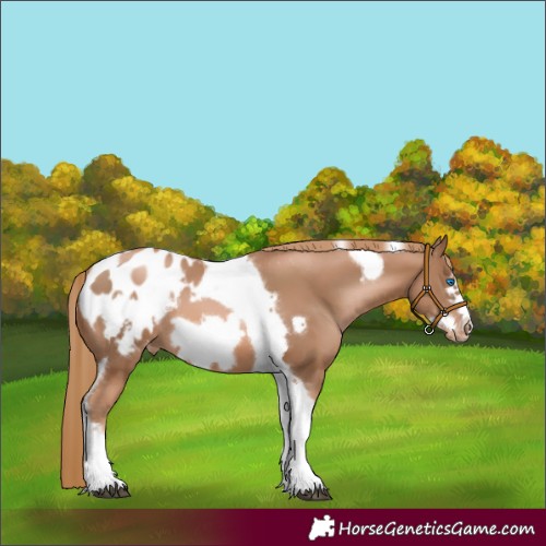 Horse Color:Liver Chestnut Pearl Tobiano Frame Appaloosa 