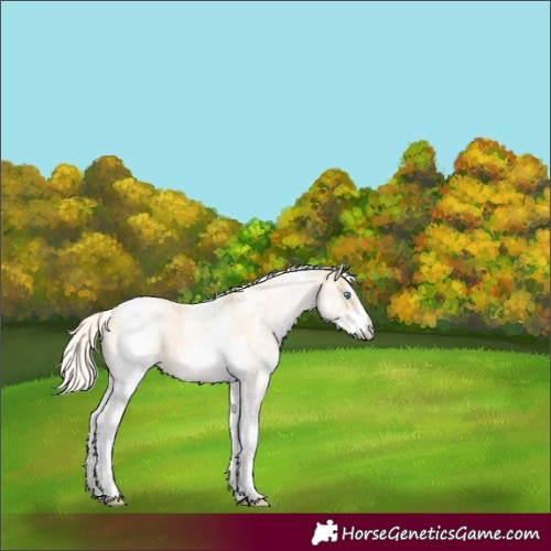 Horse Color:White Spotted Palomino Pearl Tobiano 