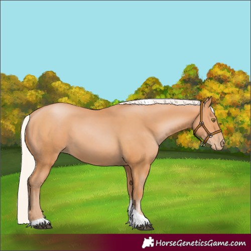 Horse Color:Silver Bay Pearl Tobiano Rabicano 