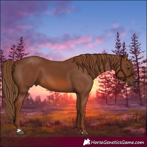 Horse Color:Chestnut 