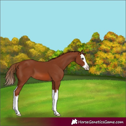 Horse Color:Chestnut Splash 