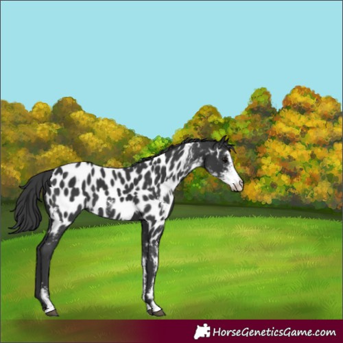 Horse Color:Black Sabino Appaloosa
