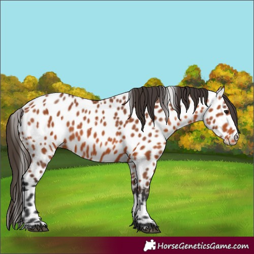 Horse Color:Bay Appaloosa 