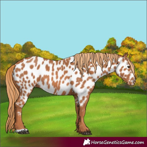 Horse Color:Chestnut Appaloosa