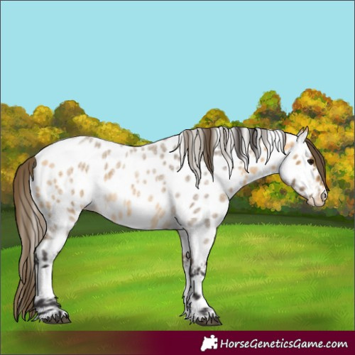 Horse Color:Buckskin Roan Appaloosa 