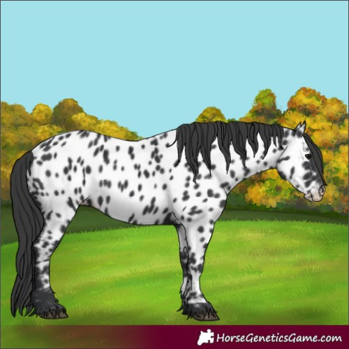 Horse Color:Black Appaloosa 