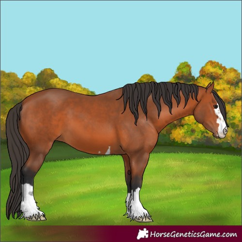 Horse Color:Bay 