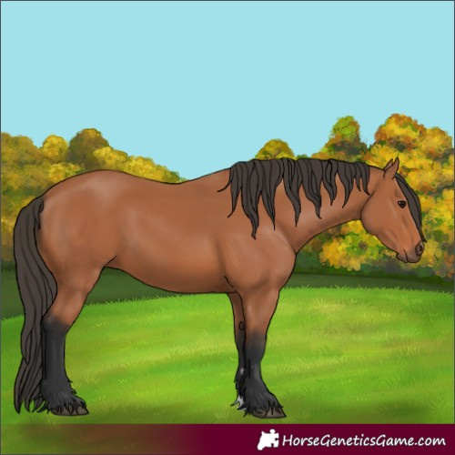 Horse Color:Bay 