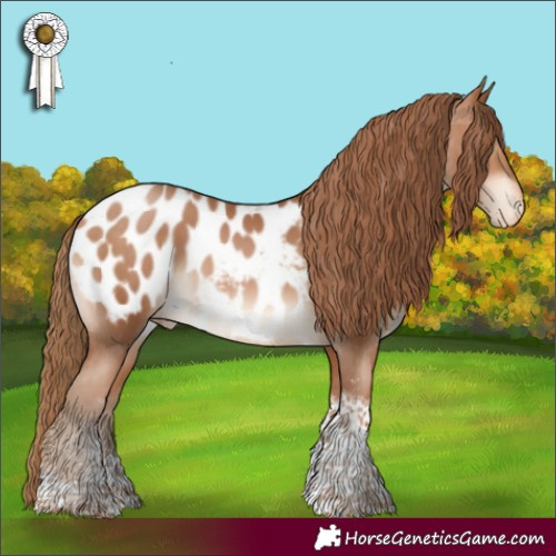 Horse Color:Bay Pearl Sabino Tobiano Appaloosa 
