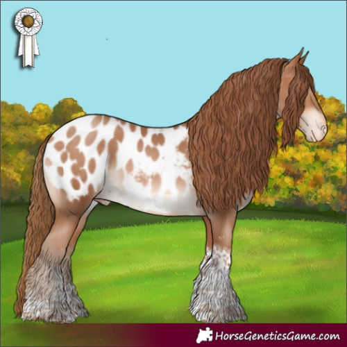 Horse Color:Bay Pearl Sabino Tobiano Appaloosa 