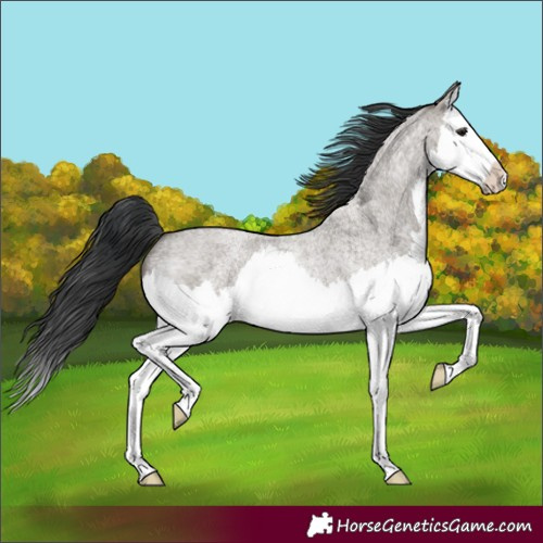Horse Color:Grullo Roan Splash 