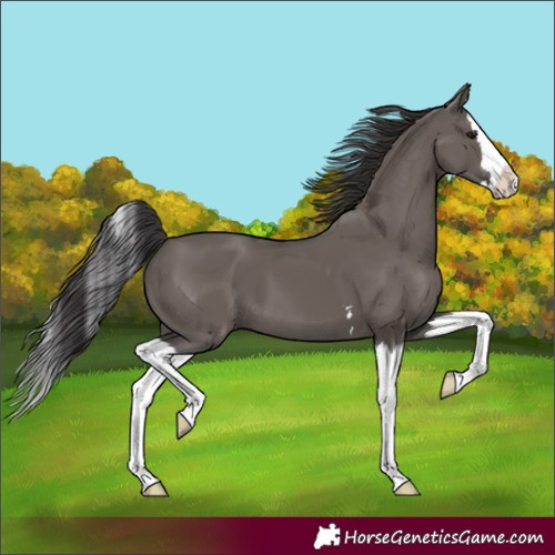 Horse Color:Smoky Grullo Splash 