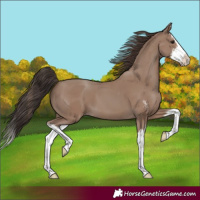 Horse Color:Classic Champagne Sabino Splash