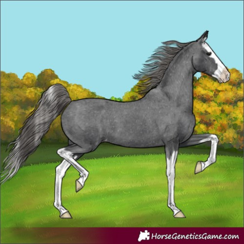 Horse Color:Black Splash Varnish 
