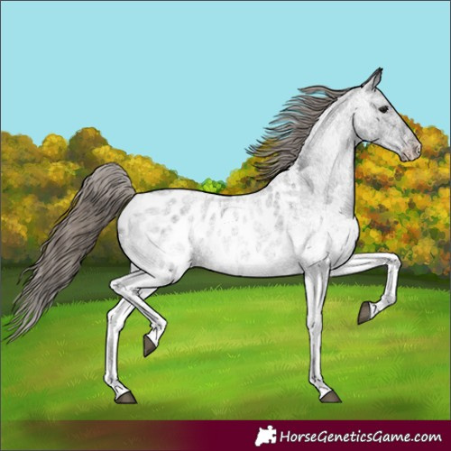 Horse Color:White Spotted Smoky Blue Roan Blanket 