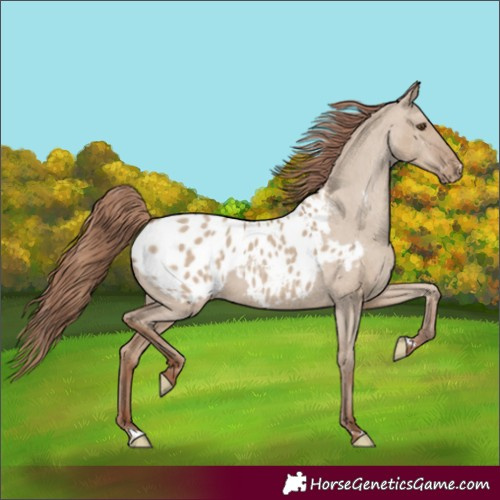 Horse Color:Classic Champagne Dun Blanket 