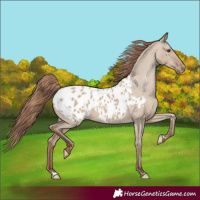 Horse Color:Classic Champagne Dun Blanket 