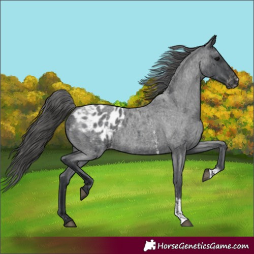 Horse Color:Blue Roan Sabino Blanket 
