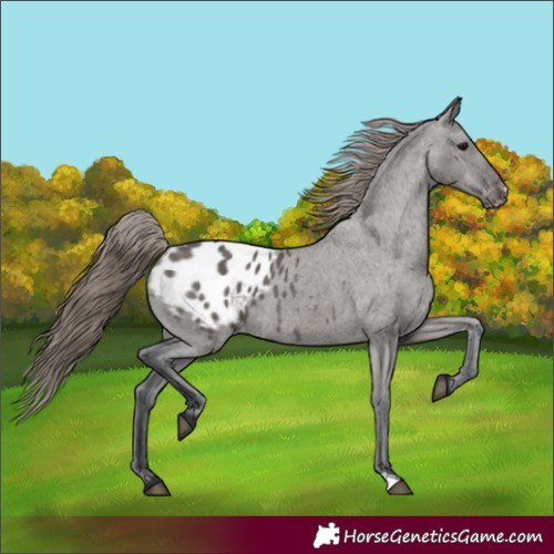 Horse Color:Grullo Appaloosa 
