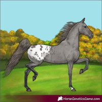 Horse Color:Grullo Appaloosa 