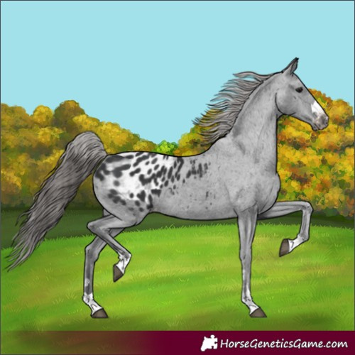 Horse Color:Black Blanket 