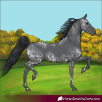 Horse Color:Black Ice 