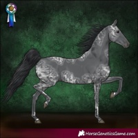 Horse Color:Black Ice 