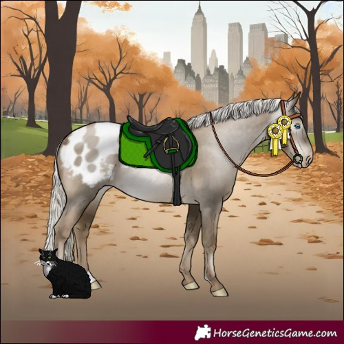 Horse Color:Gray Silver Smoky Black Pearl Appaloosa Rabicano 
