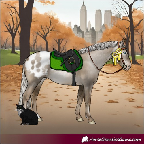 Horse Color:Gray Silver Smoky Black Pearl Appaloosa Rabicano 