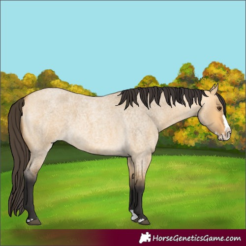 Horse Color:Buckskin Roan Dun Splash 