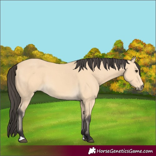 Horse Color:Buckskin 