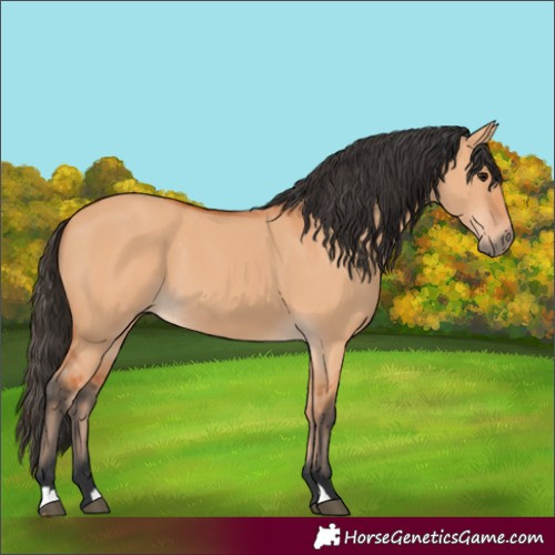 Horse Color:Bay Dun 
