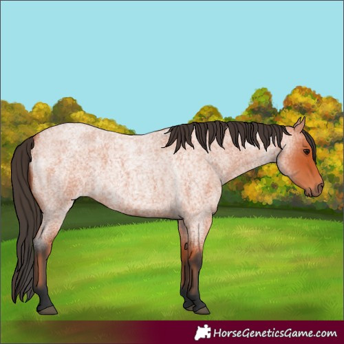 Horse Color:Bay Roan 